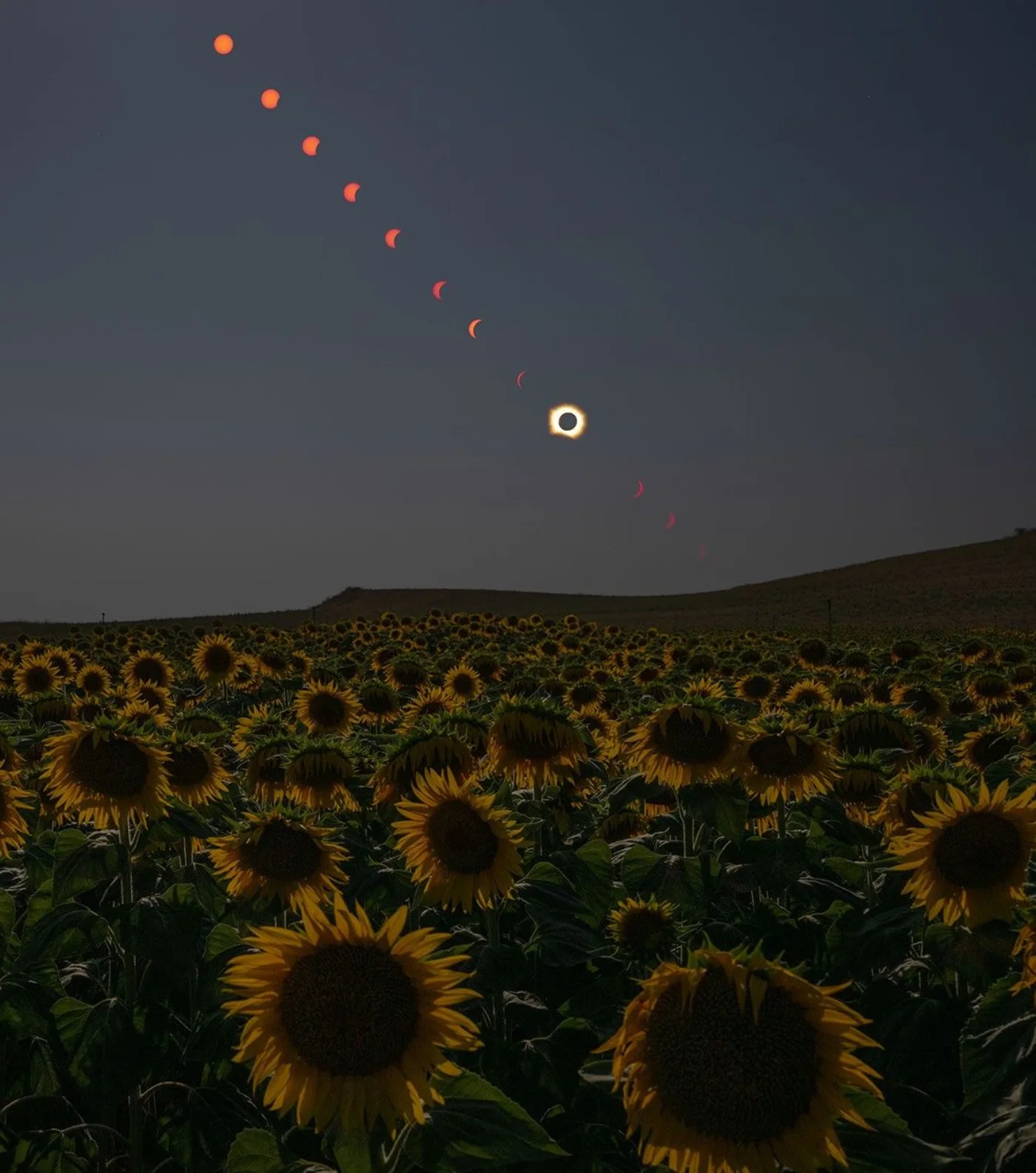 Progression of a total solar eclipse above a sunflower field
