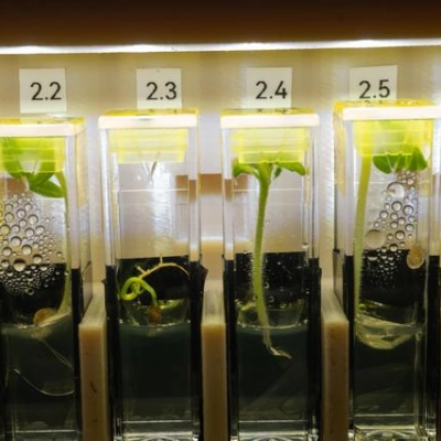 Genetically modified, extemely dwarf tomato plants grow aboard the International Space Station