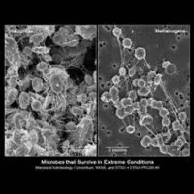 Microbes in the Extreme