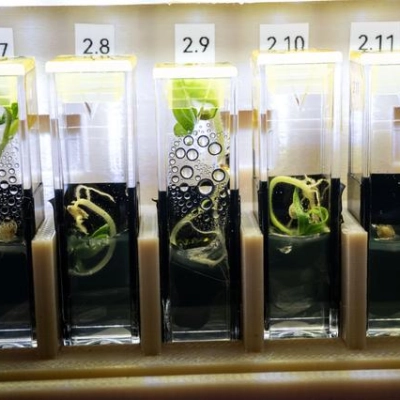 Genetically modified, extemely dwarf tomato plants grow aboard the International Space Station