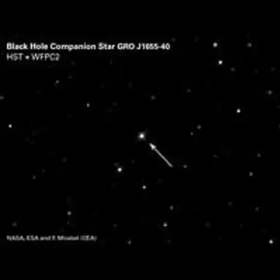 Black Hole Companion Star GRO J1655-40