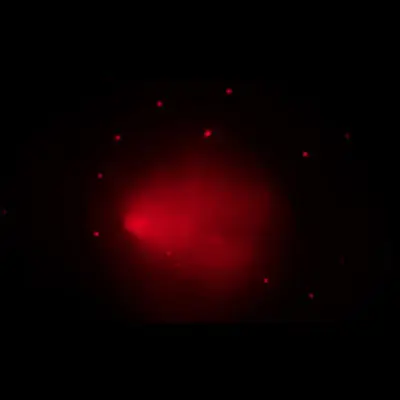 'El Gordo' (Chandra X-ray)