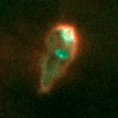 Proplyd in Orion Nebula